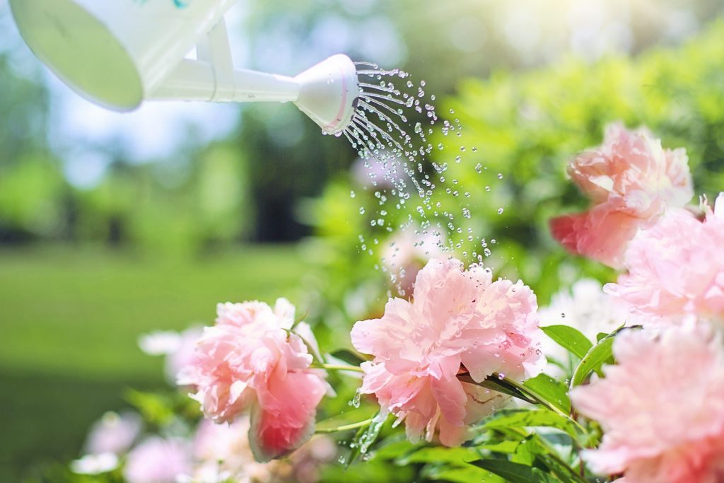 Plantes du jardin arrosées à l'aide d'un arrosoir/