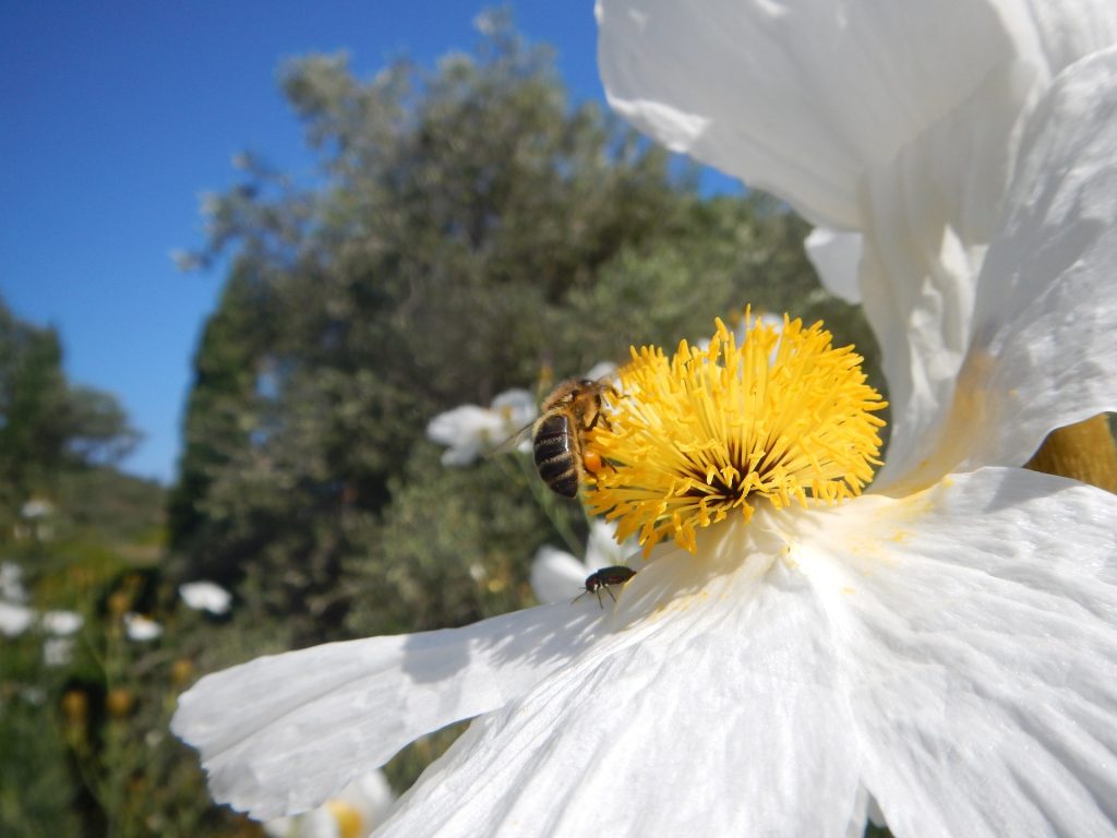 Abeille Corse