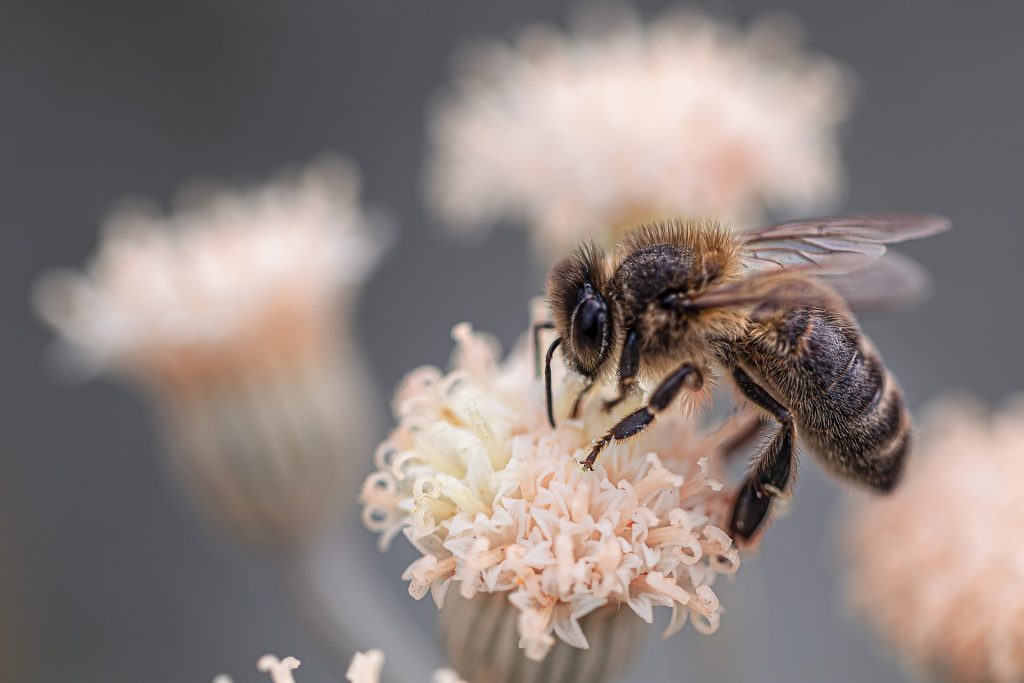 Photo macro d'une abeille