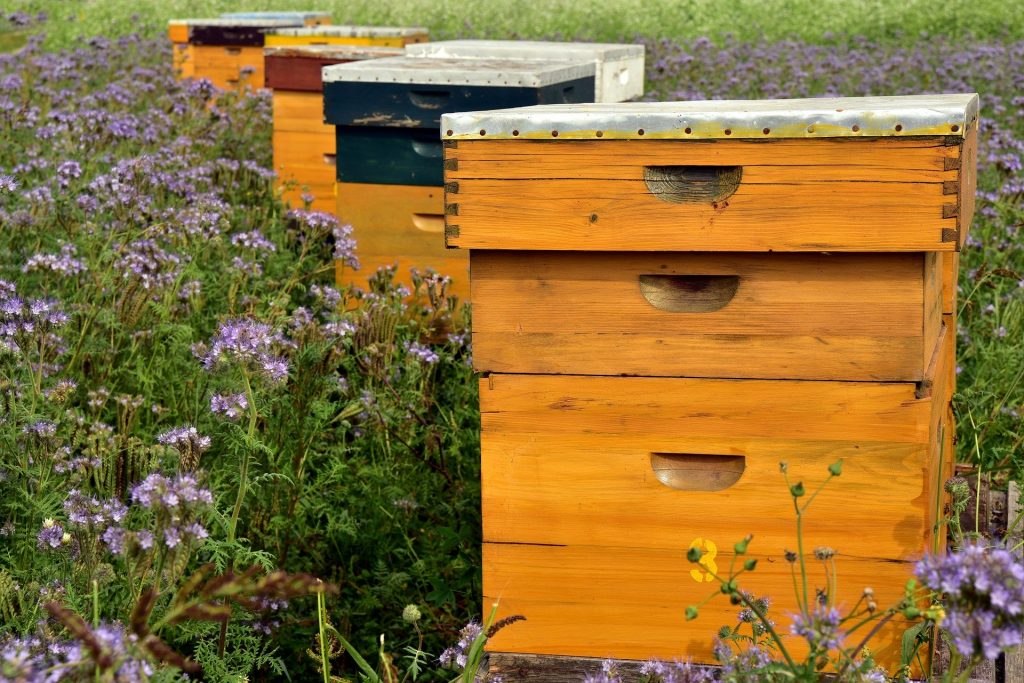 Ruches installlées dans un pré fleuri