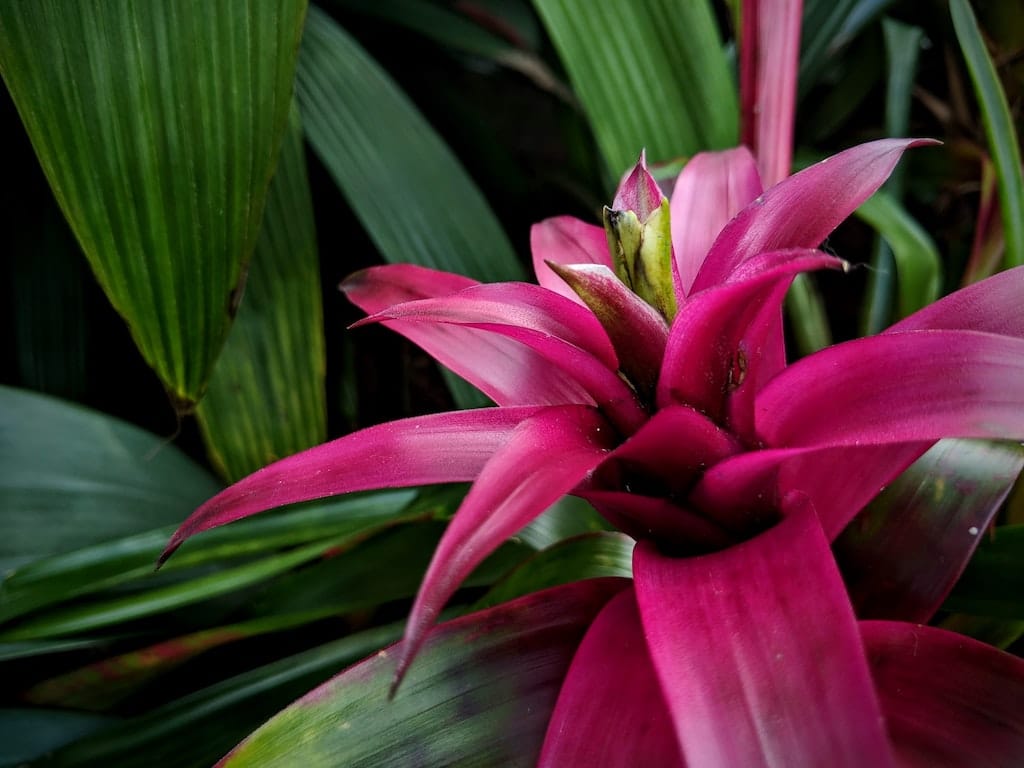 Fleur de Bromélia